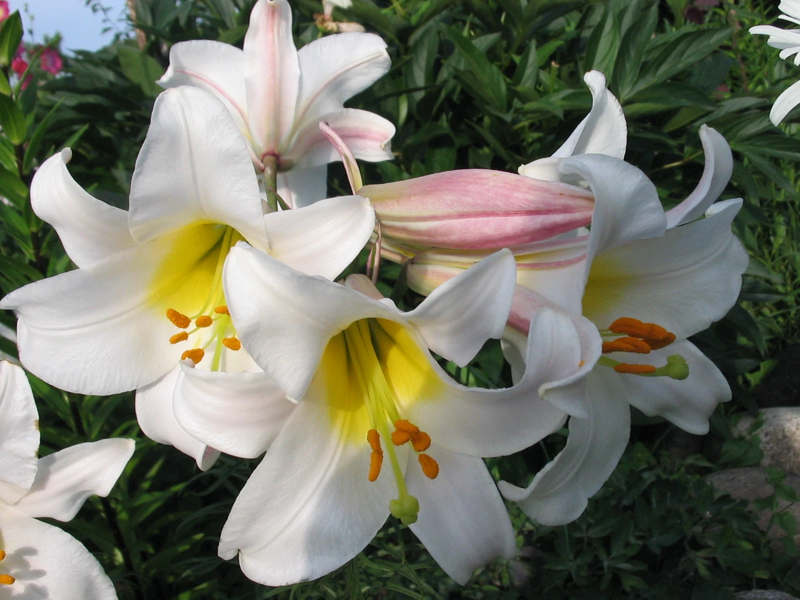 A real white lily in bloom