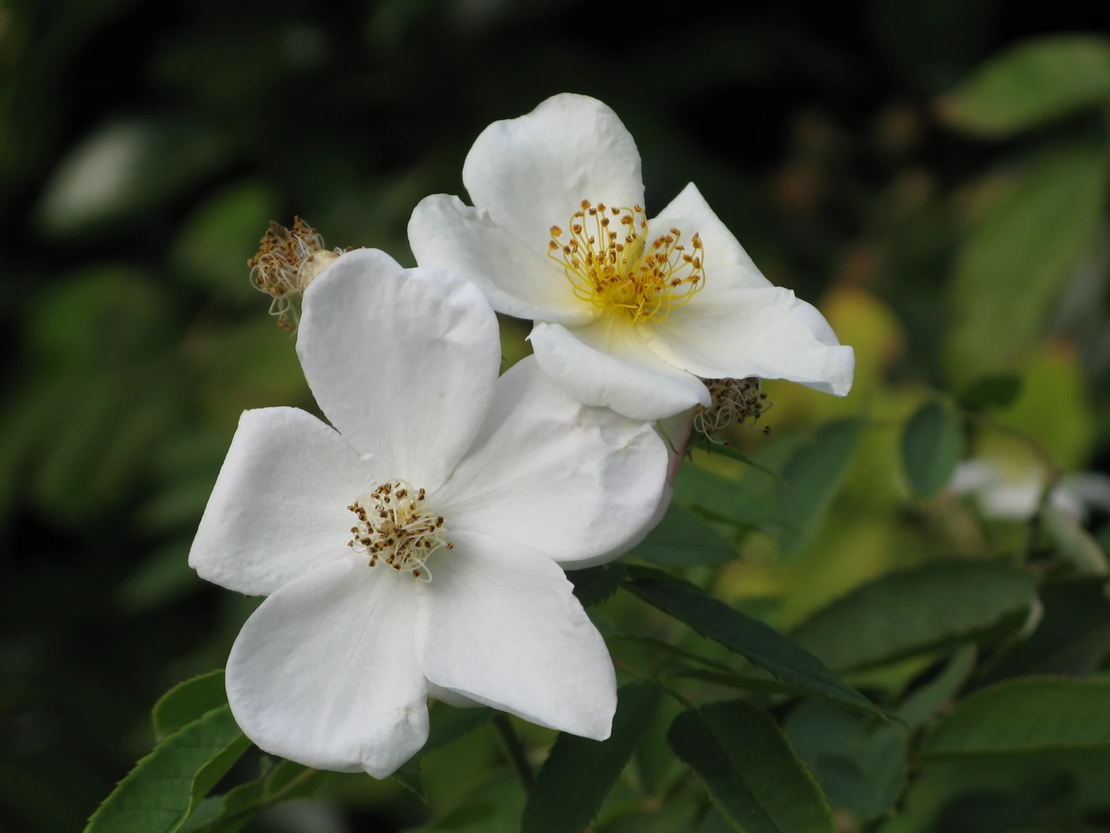 Real white roses with green leaves